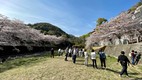 hanami2.jpg